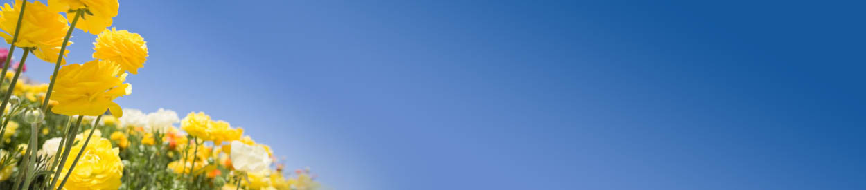 But Grow in Grace and in the knowledge of our Lord and Savior Jesus Christ